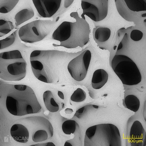 Rat bone structure