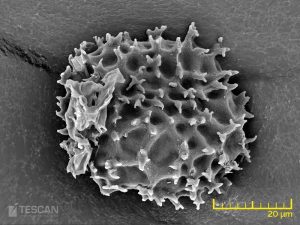 Structure of plant spores 