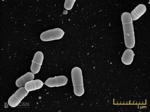 Detailed view of Streptococcus mutans 