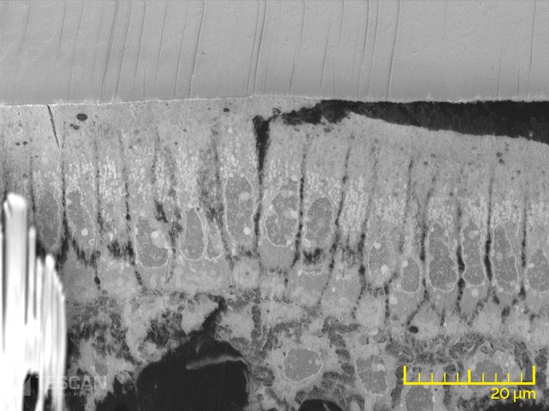 Osteoblast layer in a mouse tooth