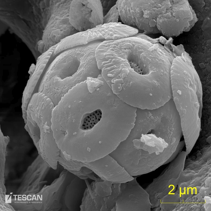 Coccolithophore