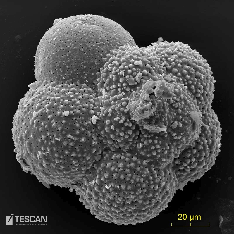 Foraminifera