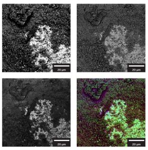 Images of natural oxidation of the metal surface collected with different TESCAN CLARA BSE detectors. LE BSE (wide-angle), Multidetector (mid-angle), Axial (narrow-angle) and color-coded image where each angle is represented by a color 