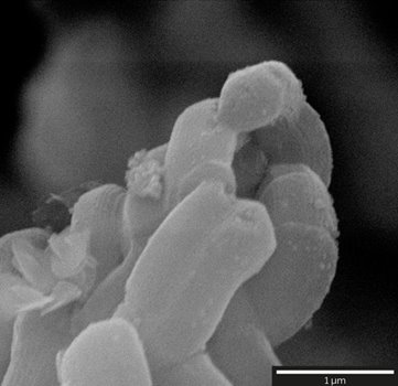 Mesostructured silicon oxide