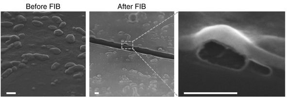 SEM images showing iDR-NCs before and after FIB. FIB exposed the interior hollow structures of NCs. Scale bar: 500 nm.