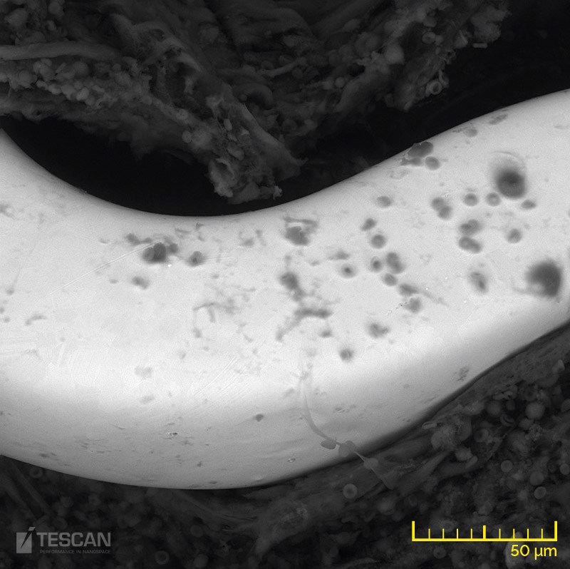 A piece of cardiac tissue with an implanted cardiovascular stent - BSE detector