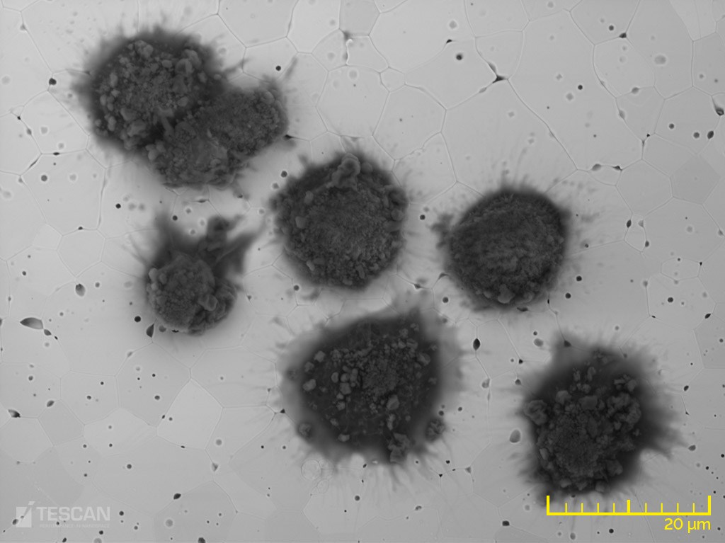 Growth of osteoblasts on a zirconia ceramics