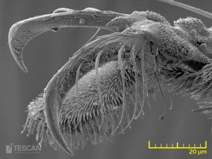 Detail of a soil mite