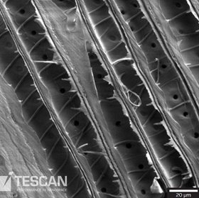 Longitudinal cross-section through a spiral thickened cell-wall of the sample.