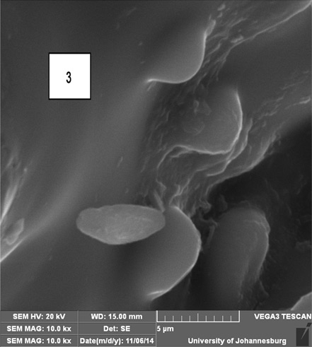 SEM micrograph of reacted rice husks.