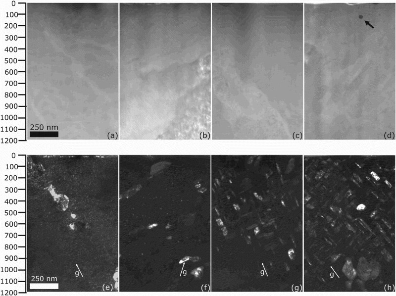 Typical STEM-HAADF (a–d) and dark-field (e–h) images of unirradiated HT9 and HT9 irradiated without filtering to 200, 400, and 600 dpa, respectively. A depth scale to 1200 nm below the surface is provided next to (a,e). The g = ⟨100⟩ vector is labeled in the dark-field micrographs. A black arrow in (d) marks an isolated large void in the 600 dpa specimen.