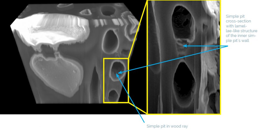 3D reconstruction of the region of interest and pit connection interphase between wood´s ray cells.