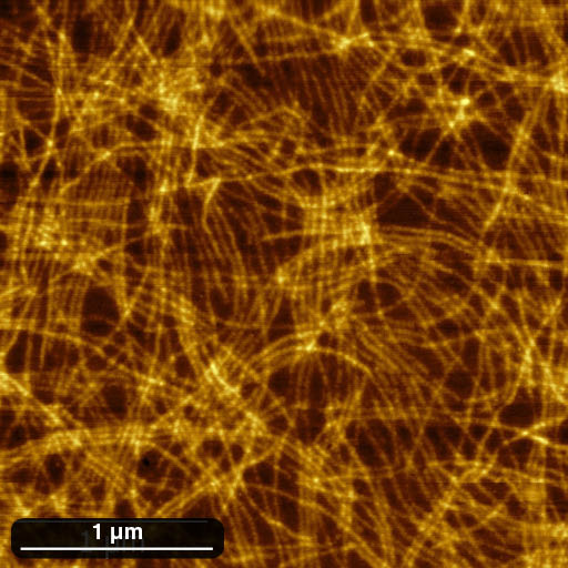 Poly (3-hexyl thiophene) semiconducting nanofibers deposited by spin coating on silicon. Imaged using a SCOUT 350 AFM probe in AC mode with a Bruker Dimension 3100 AFM. (z-scale: 20 nm). Image courtesy of Dr Piotr Wolanin, Prof. Charl Faul & Prof. Ian Manners, University of Bristol, UK.
