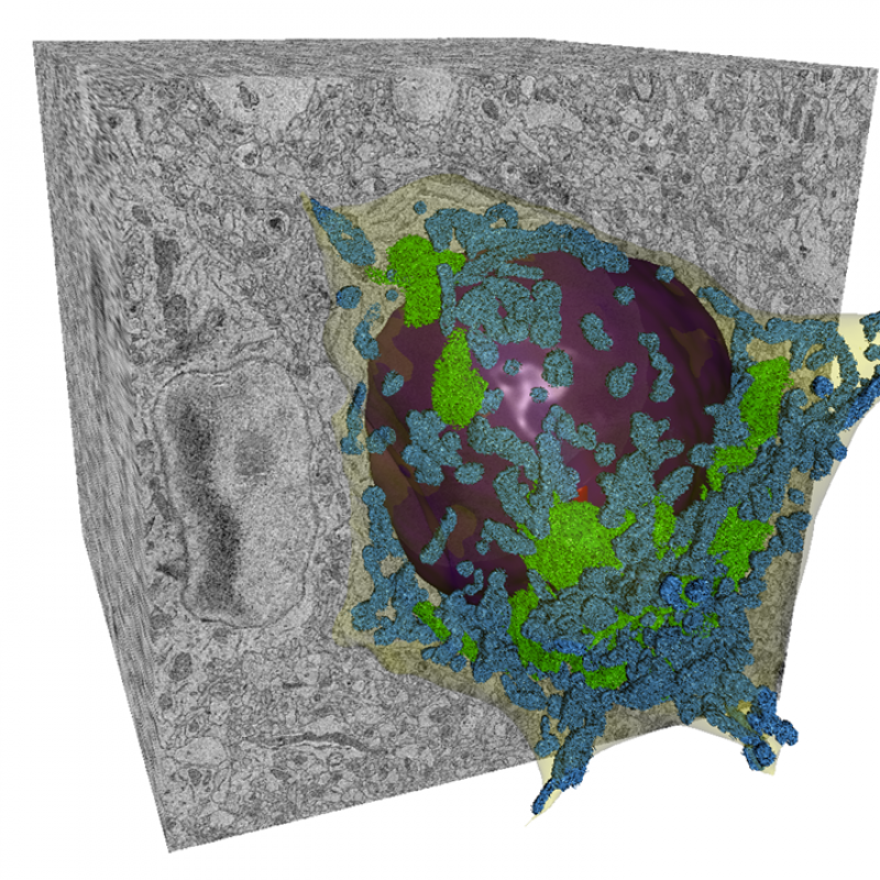 3D visualization of mouse brain. green endoplasmic reticulum, blue mitochondria, yellow cytoplasm, violet nucleus