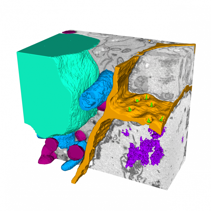 Arabidopsis thaliana root – 3D visualization of nucleus (cyan), cell wall (orange), desmotubules (green), Golgi complexes (violet), vesicles (purple) and mitochondria (blue).



Sample courtesy of Dr. Ilya Belevich, Electron Microscopy Unit (EMBI), Institute of Biotechnology, University of Helsinki, Finland.